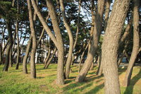 trees in hakodate park 