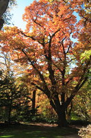 061102110939_autumn_in_sapporo_botanic_park