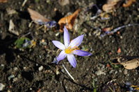 061102114154_small_purple_flower