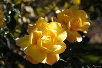 view--sapporo botanic garden - two yellow roses 