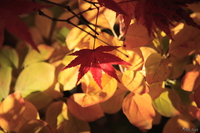 061124134210_view--lonesome_red_maple