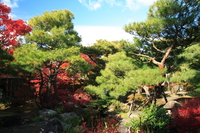 garden of pine trees 