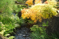 autumn pond 