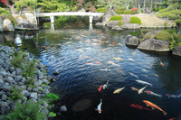 pond of fish 