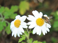 two white flowers and a honey bee 