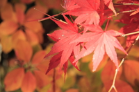 red maples 