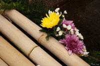 view--nara - bamboo flowers 