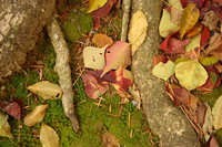 abandoned fallen leaves 