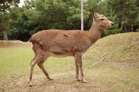 deer near kofuku ji 