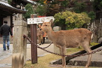 deer of march hall - sangatsu-do hall 