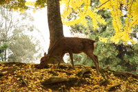 late autumn deer 