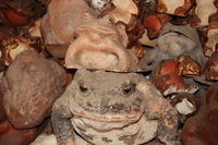 ugly toad 