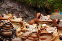 mud toads 