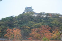 wakayama castle in autumn 