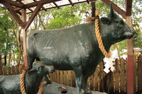 holy cow of ishikiri shrine 