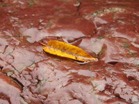 view--ishikiri - the yellow leaf of boat on muddy stone 