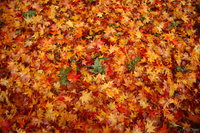 view--ishikiri - crimson carpet of autumn 
