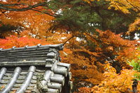 roof corner in autumn trees 