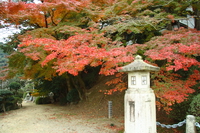 autumn of zentsu-ji 