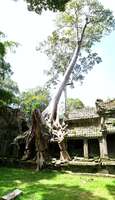 elephant trunk tree Siem Reap, South East Asia, Cambodia, Asia