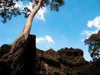 spun tree Siem Reap, South East Asia, Cambodia, Asia