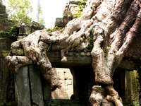 old roots Siem Reap, South East Asia, Cambodia, Asia