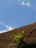 bakong green Phnom Penh, Siem Reap, South East Asia, Cambodia, Asia