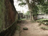 ta prohm court yard Siem Reap, South East Asia, Cambodia, Asia