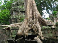rajavihara roots Siem Reap, South East Asia, Cambodia, Asia