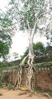 courtyard of ta prohm Siem Reap, South East Asia, Cambodia, Asia