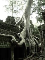 laura croft tree Siem Reap, South East Asia, Cambodia, Asia