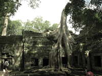 temple and roots Siem Reap, South East Asia, Cambodia, Asia