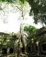 view--taprohm tree Siem Reap, South East Asia, Cambodia, Asia