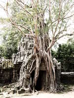 view--ta som east gopura Siem Reap, South East Asia, Cambodia, Asia