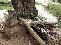 killing tree Phnom Penh, South East Asia, Vietnam, Asia