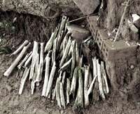 20081017162140_bones_beneath_killing_tree