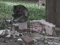 wat phnom monkey Phnom Penh, South East Asia, Vietnam, Asia