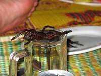 food--tarantula spider dessert Phnom Penh, South East Asia, Vietnam, Asia
