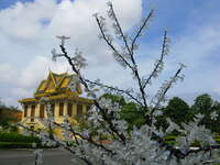 snow glass flower Phnom Penh, South East Asia, Vietnam, Asia