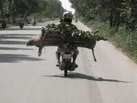 pig bike Phnom Penh, Siem Reap, South East Asia, Cambodia, Asia