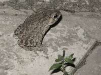 toad across national museum Phnom Penh, Siem Reap, South East Asia, Cambodia, Asia