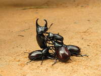 view--stag beetle death match Siem reap, South East Asia, Cambodia, Asia