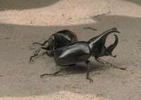 stag beetle Siem reap, South East Asia, Cambodia, Asia