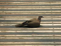 hong kong pigeon Hong Kong, Thailand, SAR, South East Asia, China, Thailand, Asia