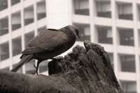 beggar bird Hong Kong, Thailand, SAR, South East Asia, China, Thailand, Asia