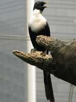 black and white bird Hong Kong, Thailand, SAR, South East Asia, China, Thailand, Asia