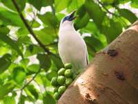 snow white bird Hong Kong, Thailand, SAR, South East Asia, China, Thailand, Asia