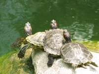 stack of turtles Hong Kong, Thailand, SAR, South East Asia, China, Thailand, Asia