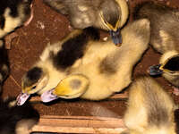 baby ducks in laos village Vientiane, Hin Boun Village, South East Asia, Laos, Asia