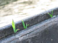 grass on boat Vientiane, Hin Boun Village, South East Asia, Laos, Asia